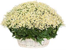 Цветочная композиция из Ромашки в корзине #REPLACE_PRED# Барвихе